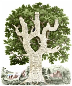 Chronologiczny wykres historii Ameryki poświęcony przez wydawcę mieszkańcom Stanów Zjednoczonych. Grawerowanie v. 1881. autorstwa Unknown artist