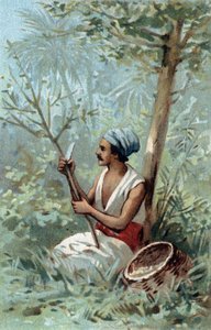 Skórka cynamonowa Cejlon. Chromolitografia z końca XIX wieku. autorstwa Unknown artist