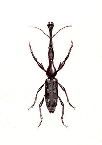 Coleoptera: Brenthus Temminchii autorstwa Unknown artist