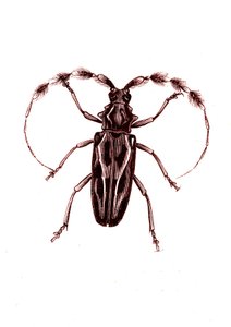 Coleoptera: Lophocerus barbatus autorstwa Unknown artist