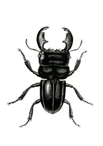 Coleoptera: Odontolarius giganteus autorstwa Unknown artist