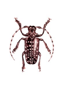Coleoptera: Ophoptera Tolliipolish autorstwa Unknown artist