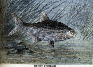 Wspólna Brema. Grawerowanie od 1897 autorstwa Unknown artist