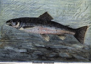Łosoś zwyczajny. Grawerowanie od 1897 autorstwa Unknown artist