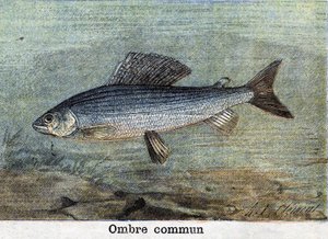 Wspólny grawer w cieniu z 1898 r. autorstwa Unknown artist