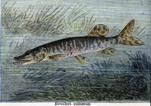 Szczupak zwyczajny. Grawerowanie od 1897 autorstwa Unknown artist