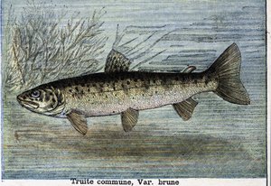 Pstrąg pospolity. Grawerowanie od 1897 autorstwa Unknown artist