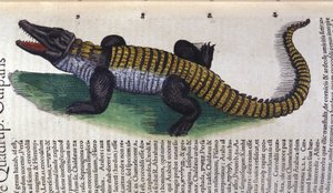 Krokodyl. w Historia Animalium Conrada Gesnera (1516 - 1565), Tiguri autorstwa Unknown artist