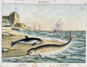 Delfin i narwal (lub narwal), walenie - w „Historii przyrodniczych ssaków”, wyd. Schreiber autorstwa Unknown artist