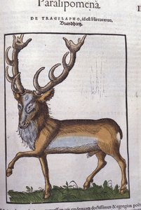 Jeleń wg Historia animalium Konrada Gesnera, Tiguri autorstwa Unknown artist