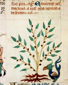 Opis fantastycznego drzewa i zwierzęcia. Miniatura zaczerpnięta z prowansalskiego rękopisu typu „Dis des philosophes” (MS Palat. 586) XIV-wieczna Biblioteca Nazionale Florence autorstwa Unknown artist
