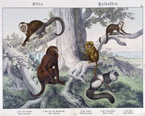 Różne rasy małp – w „„Historie naturalne ssaków””, wyd. Schreiber autorstwa Unknown artist