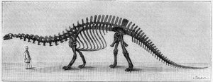 Szkielet dinozaura: „”Brontosaurus excelsus””, marzec. Górna Jura Gór Skalistych. Reprodukcja rysunku przekazanego przez pana Marcha Albertowi Gaudry z Instytutu. Grawerowanie w „” La Nature: revue des sciences et de leurs applications aux autorstwa Unknown artist