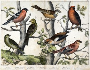 Diverses illustration of birds "History" natural birds". ed. Hoepli, Milan autorstwa Unknown Artist