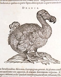 Dodo lub Dronte. Ptak zniknął - w "O sprawach przyrodniczych i medycznych w Indiach" Williama Piso, Amsterdam autorstwa Unknown artist
