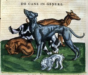 Psy z Historii Animalium Conrada Gesnera, Tiguri 1560. Biblioteca Nazionale Braidense. Mediolan autorstwa Unknown artist