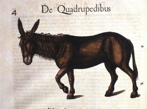 Osioł z Historii Animalium Conrada Gesnera, Tiguri 1560 autorstwa Unknown artist