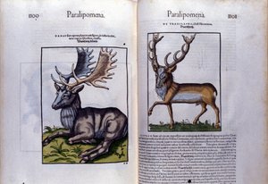 Podwójna strona jelenia w Historia Animalium Conrada Gesnera (1516 - 1565), Tiguri autorstwa Unknown artist