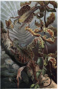 Draco volans, odmiana nadrzewnego lezarda - Draco (rodzaj) (latające smoki) - grawer z „”Życie zwierząt Brehma”” Alfreda Edmunda Brehma (1829-1884) autorstwa Unknown artist