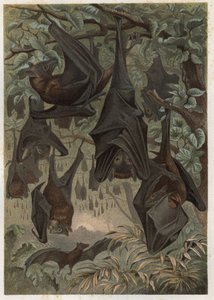Egipski nietoperz owocowy lub egipska rozeta (Rousettus aegyptiacus) - grawer z „Życia zwierząt Brehma” autorstwa Alfreda Edmunda Brehma (1829-1884) autorstwa Unknown artist