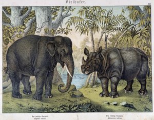 Słoń i nosorożca - w „Historii naturalnych ssaków”, wyd. Schreiber, Monachium autorstwa Unknown artist