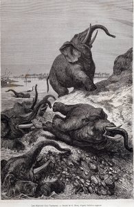 Słonie wspinają się na brzeg rzeki, w związku z wyprawą do Afryki Środkowej na zlecenie Sir Samuela White Bakera „Tour du monde” autorstwa Unknown artist