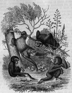 Grawerowanie przedstawiające Gibbons Hoolock z Indii. autorstwa Unknown artist