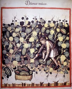 Grawer przedstawiający kolekcję melonów z „Tacuinum Sanitatis”. BN, Wiedeń. autorstwa Unknown artist