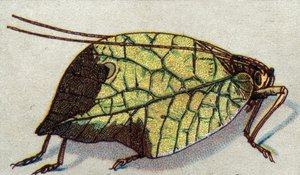 Entomologia: przedstawienie wędrującego liścia, seria owadów, początek XX wieku (chromo) autorstwa Unknown Artist