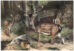 Europejski Zamsz - Daniel (Dama dama) - grawer z „”Życie zwierząt Brehma”” autorstwa Alfreda Edmunda Brehma (1829-1884) autorstwa Unknown artist