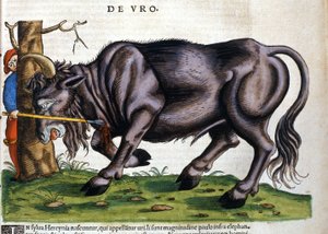 żubr (Bos primigenius primigenius), którego rasa zginęła w XVII wieku w „Historii Animalium” Konrada Gesnera autorstwa Unknown artist