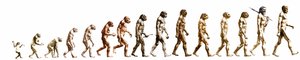 Ewolucja: Porównanie morfologii od małpy do współczesnego człowieka (różne hominidy). Grawerowanie końca XIX wieku. autorstwa Unknown artist