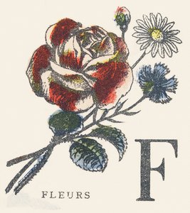 F: kwiaty autorstwa Unknown artist