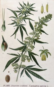 Żeńska roślina konopi. Grawerowanie z XIX wieku autorstwa Unknown artist