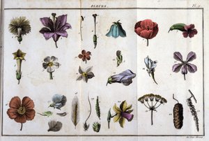 Kwiaty: w „Flora Françoise”, czyli krótkim opisie wszystkich roślin naturalnie rosnących we Francji, ułożonych według nowej metody analizy, do której dołączamy cytat z ich najmniej dwuznacznych cnót w medycynie i ich przydatności w medycynie. autorstwa Unknown artist