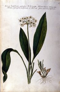Czosnek. Zielnik z XIX wieku. autorstwa Unknown artist
