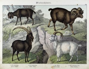 Koza - w „Historii naturalnej ssaków”, wyd. Schreiber autorstwa Unknown artist