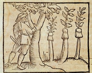 Szczepienie drzew, ilustracja z De Agricoltura Vulgare, Pier Crescenzio (1233-1320), wydanie wydane w Wenecji autorstwa Unknown artist