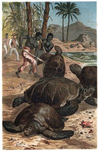 Zielony żółw lub żółw atlantycki - Zielony żółw morski (Chelonia mydas) - grawer z „Życia zwierząt Brehma” autorstwa Alfreda Edmunda Brehma (1829-1884) autorstwa Unknown artist
