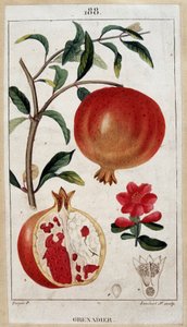 Grenadier - deska botaniczna XIX wiek autorstwa Unknown artist