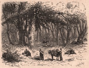 Grupa ludzi zbierających grzyby w lesie Fontainebleau autorstwa Unknown