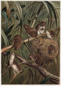 Szczur żniwny (lub mysz karłowata) - Eurazjatycka mysz żniwna (Micromys minutus) - grawer z „”Życie zwierząt Brehma”” Alfreda Edmunda Brehma (1829-1884) autorstwa Unknown artist