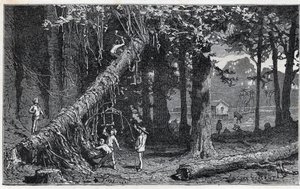 Zbiór kory cinchony - Quinquina (Cinchona officinalis) autorstwa Unknown artist