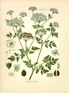 Hemlock (kolor lito) autorstwa Unknown artist