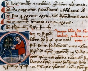 Ogrodnictwo: zbiór owoców. Szczegół. Strona rękopisu (MS.s.vi) "" Przysmak rolniczy "" Pietro de Crescenzi (Crescent Stone lub Crescens Stone) (1233-1320) XIV-wieczna Cesena, Biblioteca Malatestiana autorstwa Unknown artist