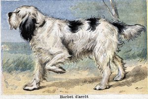 Pies myśliwski: Stop Barbet autorstwa Unknown artist