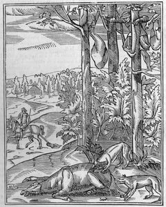 Polowanie na wilka: obserwacja. Faksymile (Facsimile) XVI-wiecznego drzeworytu. Rycina w „Przyroda: przegląd nauk i ich zastosowania w sztuce i przemyśle” z 9 kwietnia 1892 r. autorstwa Unknown artist