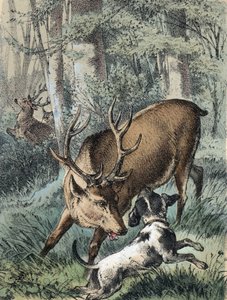 Ilustracja do bajek Franza Hoffmanna „Baśnie i bajki” – „Dwa jelenie””: jeden jeleń ucieka, a drugi walczy z psem. Chromolitografia XIX wieku. autorstwa Unknown artist