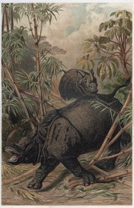 Nosorożec indyjski - Nosorożec indyjski (Rhinoceros unicornis) - grawer z „Życia zwierząt Brehma” autorstwa Alfreda Edmunda Brehma (1829-1884) autorstwa Unknown artist