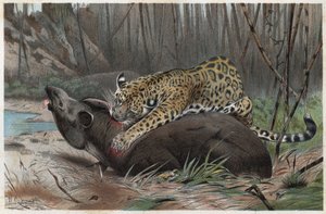 Jaguar (Panthera onca) - grawer z „”Życie zwierząt Brehma”” Alfreda Edmunda Brehma (1829-1884) autorstwa Unknown artist